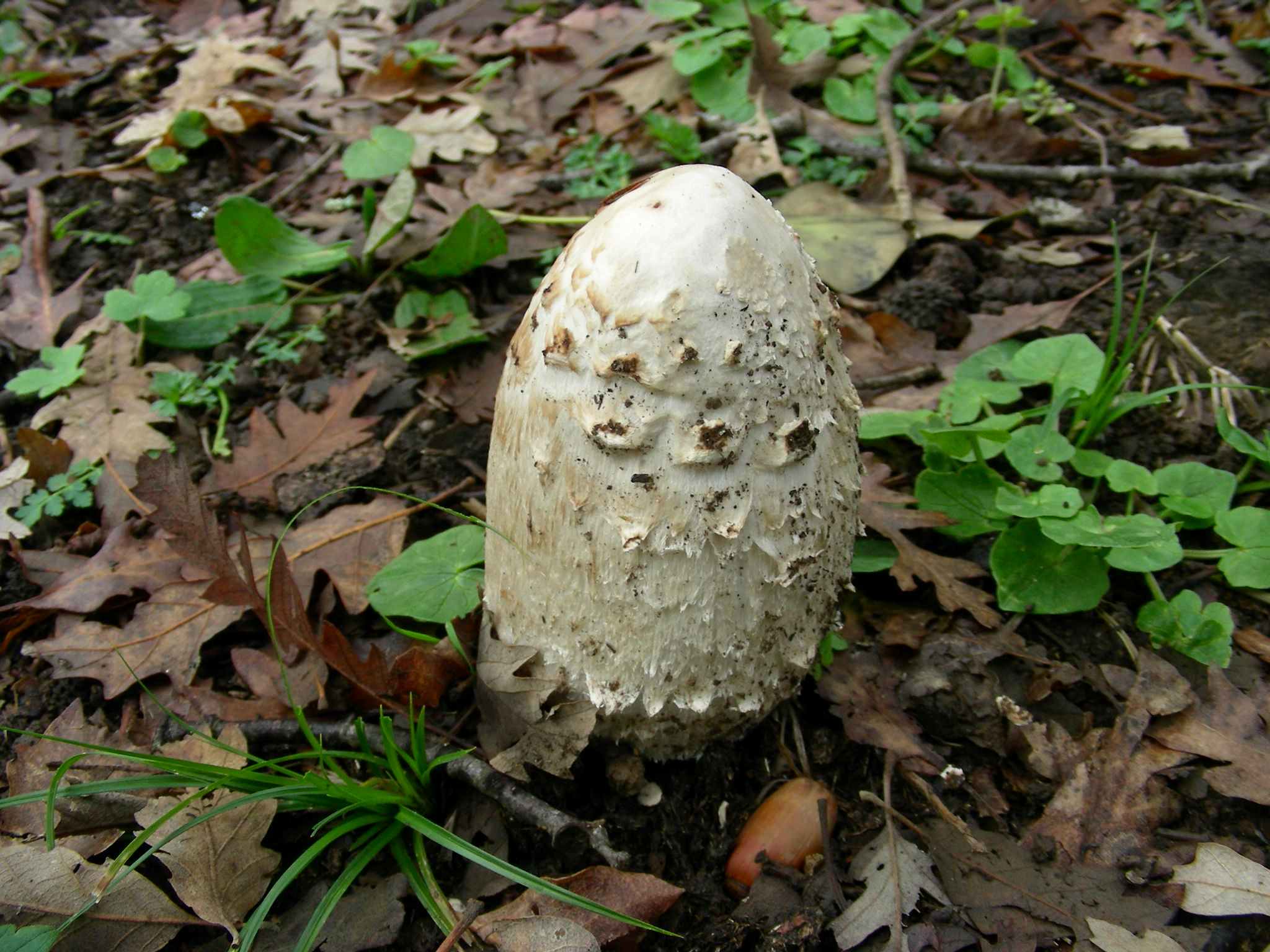 1948 Marzo vecchio ritrovamento